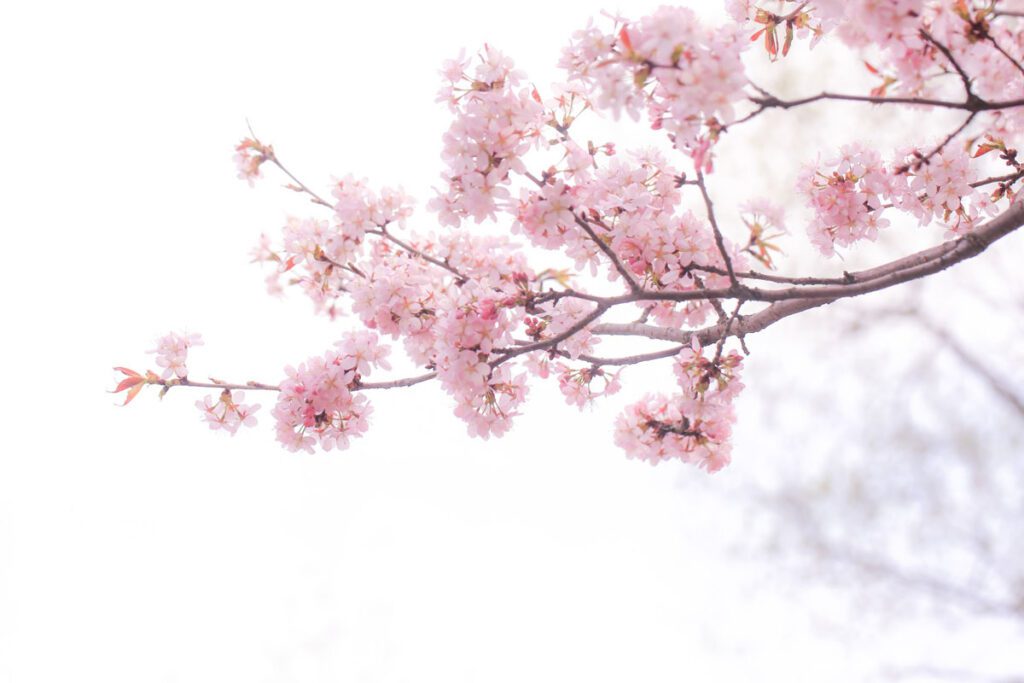 Sakura ünnep a Füvészkertben