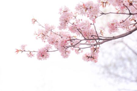 Sakura ünnep a Füvészkertben