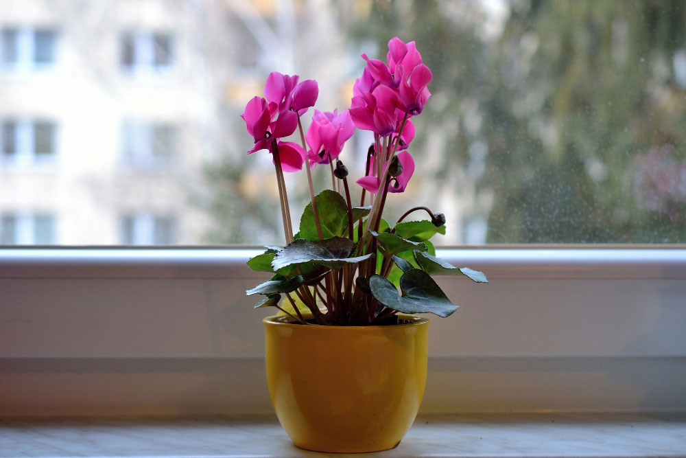 Szobaciklámen (Cyclamen persicum)