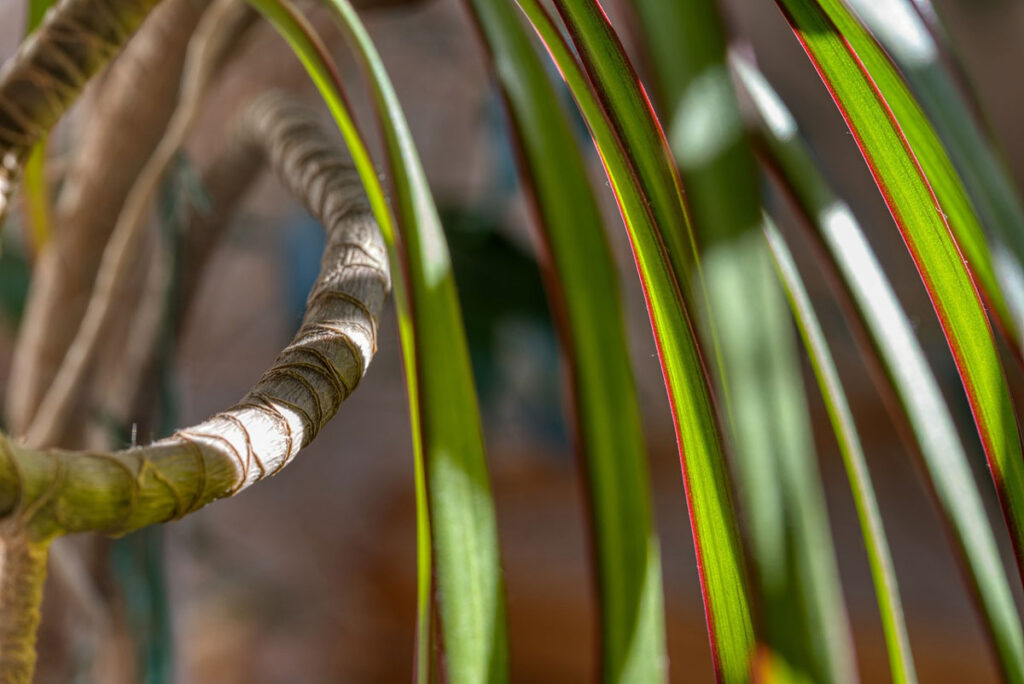 Dracéna (Dracaena spp.)