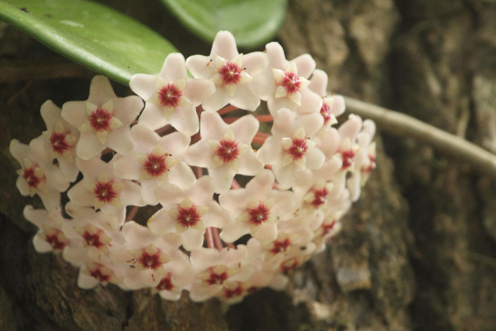 Viaszvirág (Hoya carnosa)