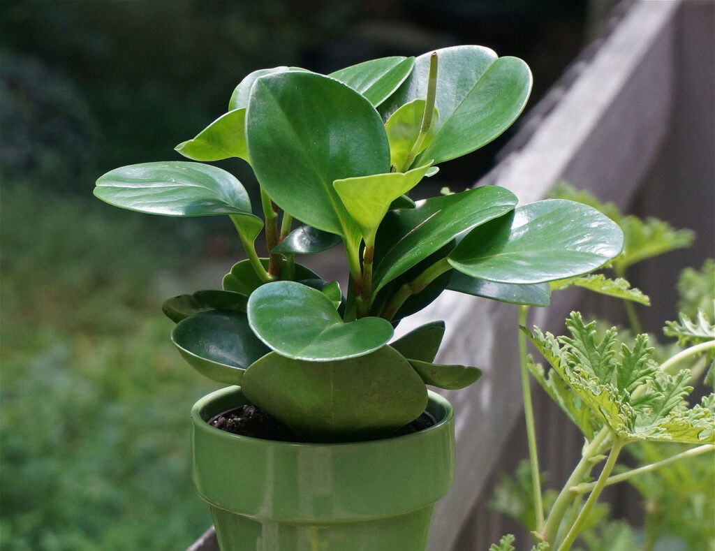 Törpebors (Peperomia obtusifolia)