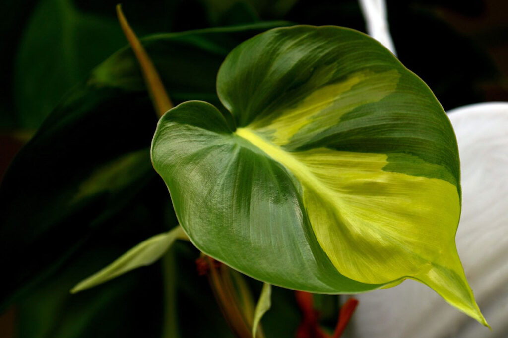 Philodendron - szobanövények