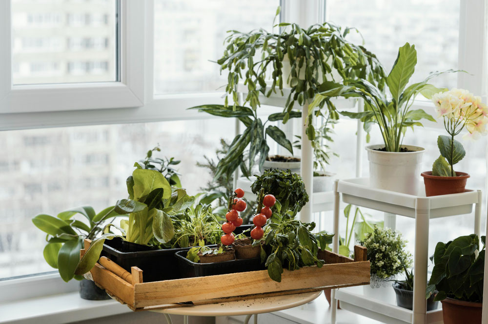 A konyhában nevelt fűszernövények mindig kéznél vannak, amikor főzés közben friss ízeket szeretne hozzáadni az ételekhez.