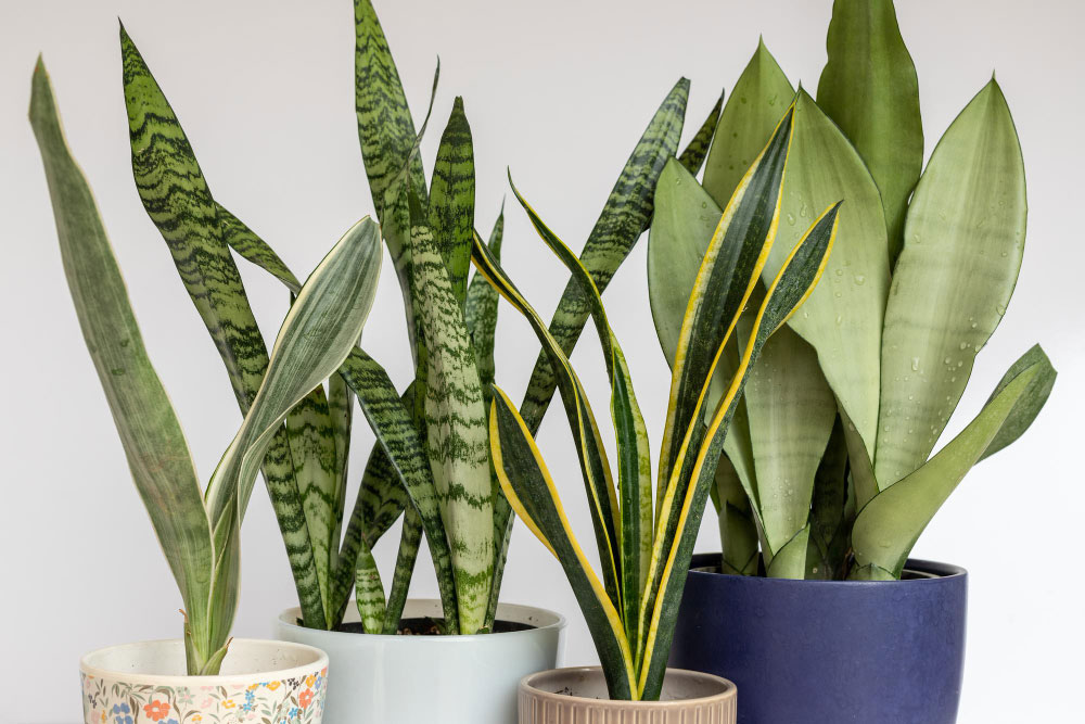 Anyósnyelv (Sansevieria trifasciata)