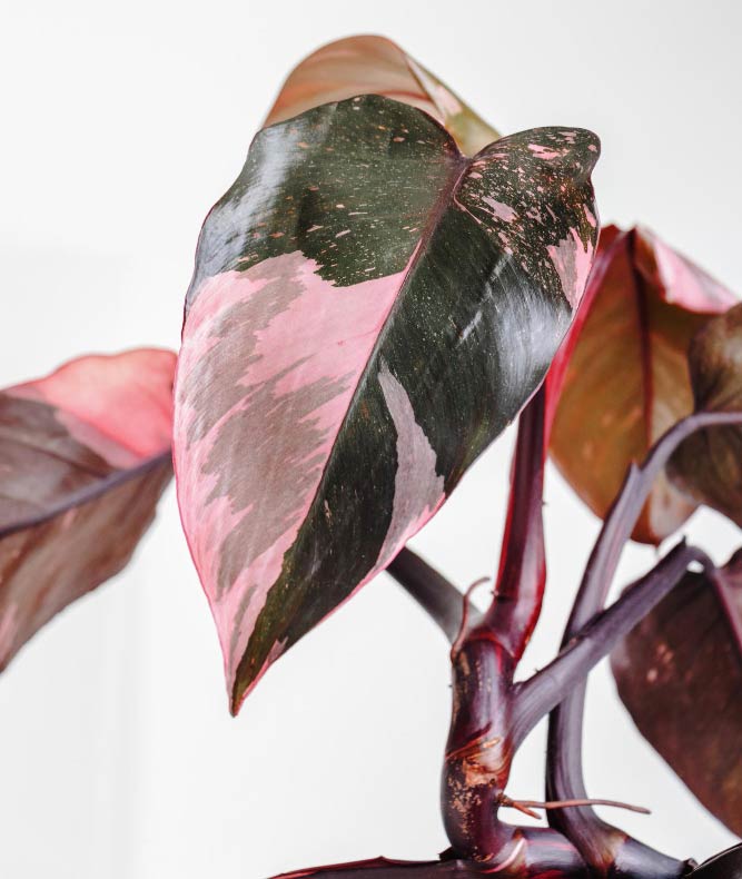 Pirosló vagy Pink Princess Filodendron  (Philodendron erubescens)