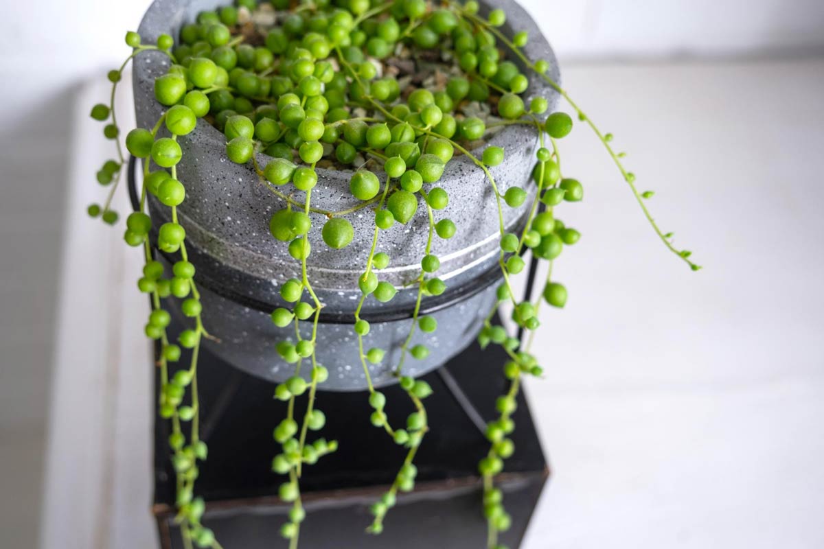 Gyöngyfűzér (Senecio rowleyanus - String of pearls)
